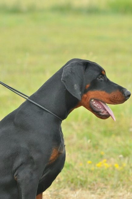 Dobergaarden Forever TomTom